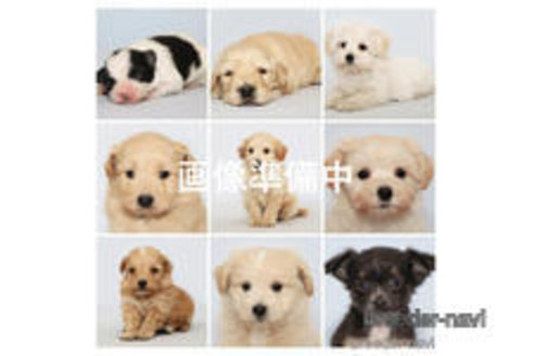 販売中の神奈川県のマルプー:マルチーズ×トイプードル-380226の1枚目