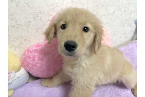販売中の新潟県のゴールデンレトリーバー-380841の6枚目