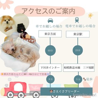 販売中の神奈川県のトイプードル-381762の17枚目