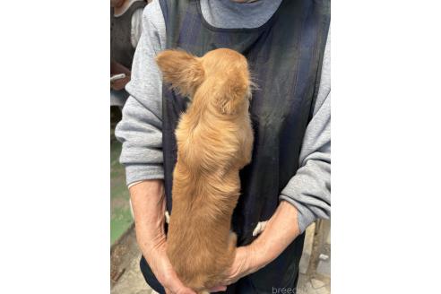 成約済の静岡県のチワワ(ロングコート)-362872の3枚目
