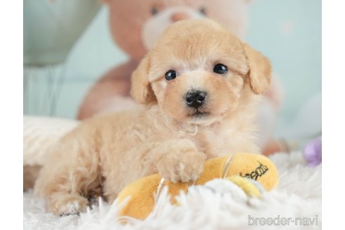 成約済の埼玉県のミックス犬-383107の7枚目