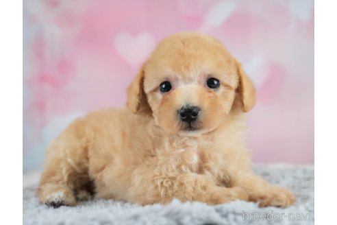 成約済の埼玉県のミックス犬-383107の5枚目