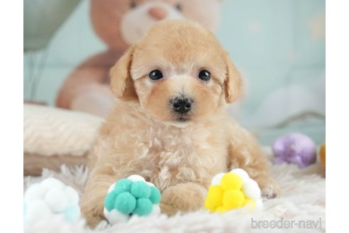 成約済の埼玉県のミックス犬-383107の10枚目