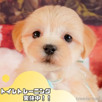 販売中の静岡県のマルプー:マルチーズ×トイプードル-383041