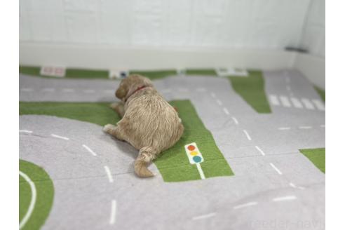 商談中の愛知県のマルプー:マルチーズ×トイプードル-383169の5枚目