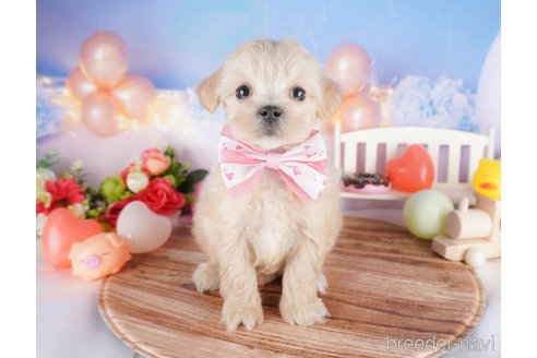 販売中の栃木県のミックス犬-382988の7枚目