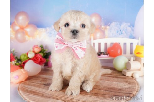 販売中の栃木県のミックス犬-382988の9枚目
