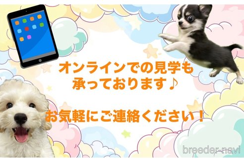販売中の栃木県のミックス犬-382992の13枚目