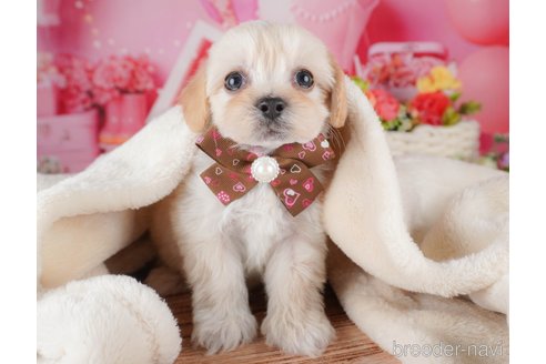 販売中の栃木県のミックス犬-382992の6枚目