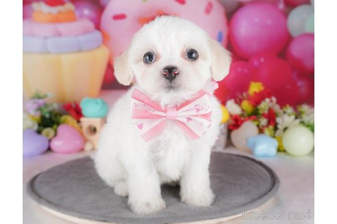 販売中の栃木県のミックス犬-382999