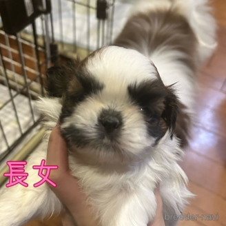 成約済の兵庫県のシーズー-383531の1枚目