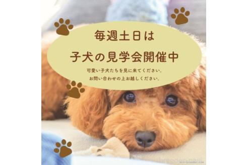 商談中の滋賀県のタイニープードル-383691の15枚目