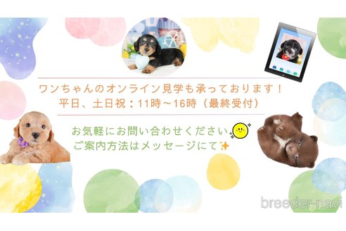 成約済の東京都のチワワ(ロングコート)-386257の10枚目