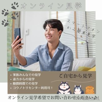 販売中の静岡県のトイプードル-385227の15枚目