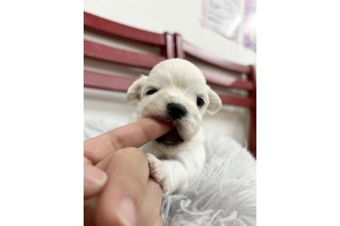 販売中の愛知県のチワマル:チワワ×マルチーズ-384286の10枚目