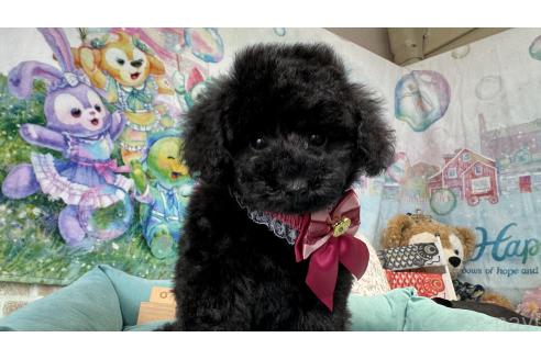 販売中の埼玉県のタイニープードル-383183の7枚目