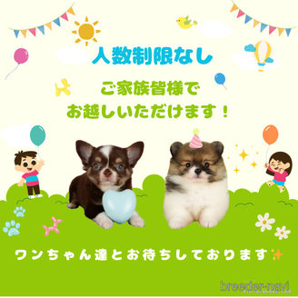 成約済の千葉県のカニンヘンダックスフンド(ロングヘアード)-385742の9枚目