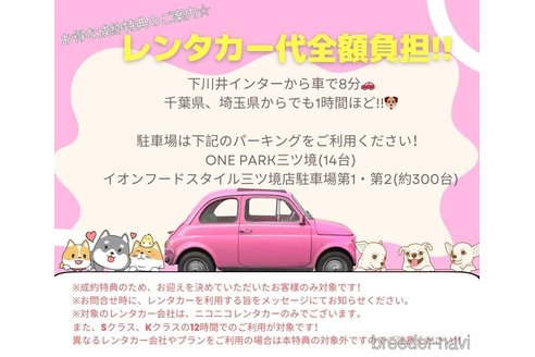 成約済の神奈川県のマルプー:マルチーズ×トイプードル-386156の15枚目