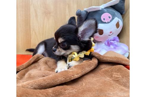 販売中の愛知県のチワワ(ロングコート)-387070の6枚目