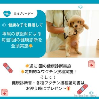 販売中の神奈川県のポメラニアン-387328の14枚目