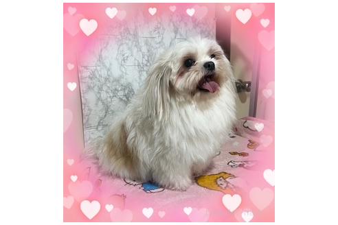 成約済の長野県のミックス犬-387802の3枚目