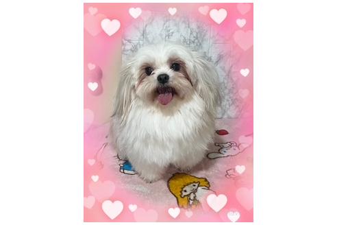 成約済の長野県のミックス犬-387802の2枚目