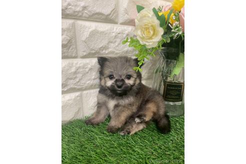 成約済の岡山県のポメマル:ポメラニアン×マルチーズ-387707の8枚目
