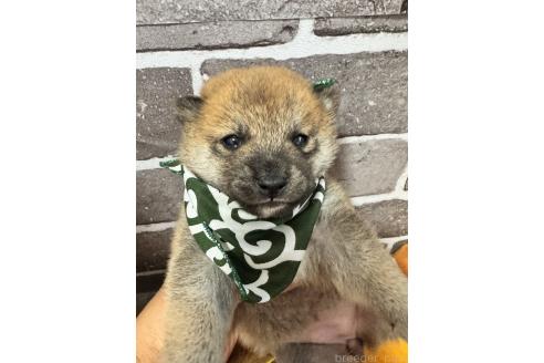 販売中の茨城県の豆柴-388246