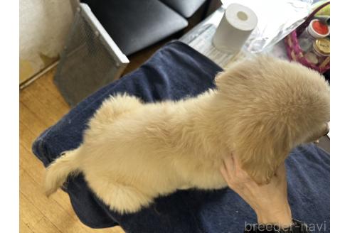 販売中の千葉県のゴールデンレトリーバー-384695の3枚目