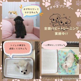 成約済の神奈川県のチワワ(ロングコート)-386681の3枚目