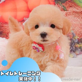販売中の静岡県のマルプー:マルチーズ×トイプードル-388722