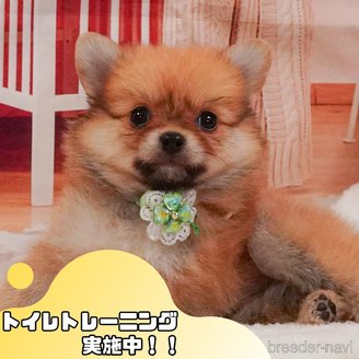 販売中の静岡県のポメチワ:ポメラニアン×チワワ-388739