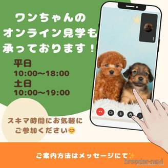 販売中の千葉県のタイニープードル-388398の9枚目