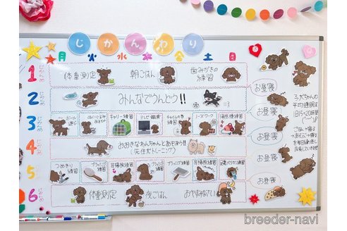 販売中の栃木県のポメラニアン-388387の11枚目