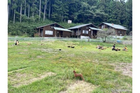 販売中の栃木県のミックス犬-380355の3枚目