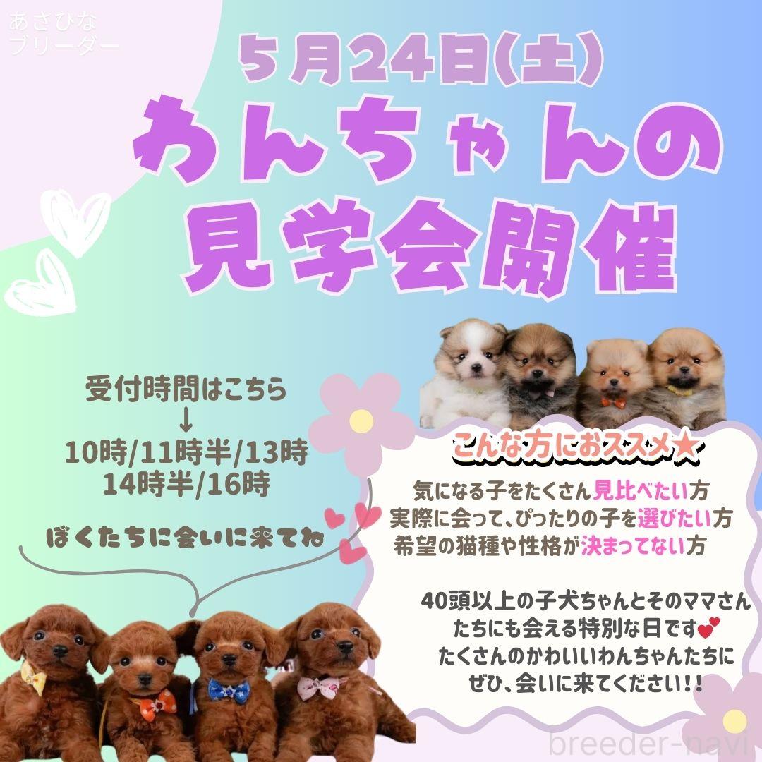 成約済の神奈川県のミニチュアダックスフンド(ロングヘアード)-383100の4枚目