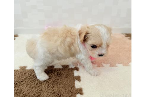 商談中の埼玉県のキャバマル:キャバリア×マルチーズ-386358の6枚目