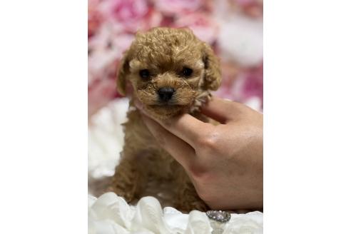 販売中の広島県のティーカッププードル-385414