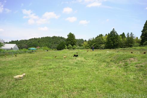 販売中の千葉県のトイプードル-384189の2枚目