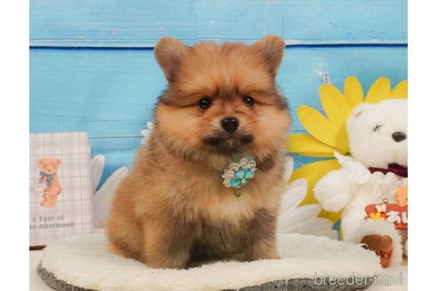 販売中の静岡県のポメラニアン-390232の5枚目