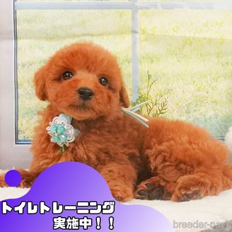 販売中の静岡県のトイプードル-390224