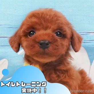 販売中の静岡県のトイプードル-390222