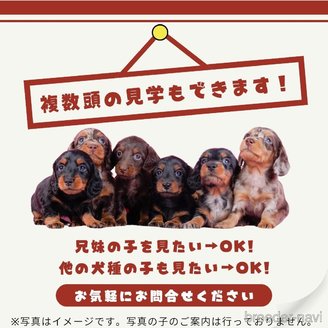 販売中の茨城県のミニチュアダックスフンド(ロングヘアード)-390077の10枚目