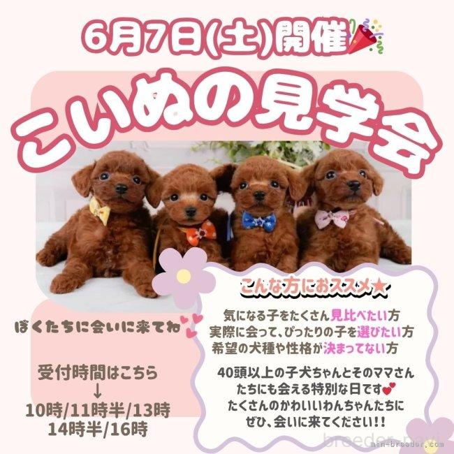 販売中の神奈川県のトイプードル-386160の2枚目
