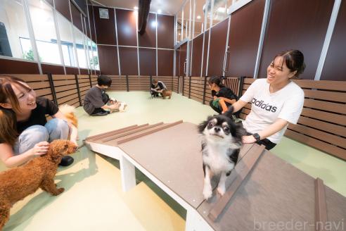 成約済の埼玉県のミニチュアダックスフンド(ロングヘアード)-389443の2枚目