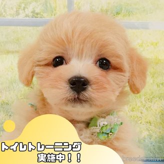 販売中の静岡県のマルプー:マルチーズ×トイプードル-392453