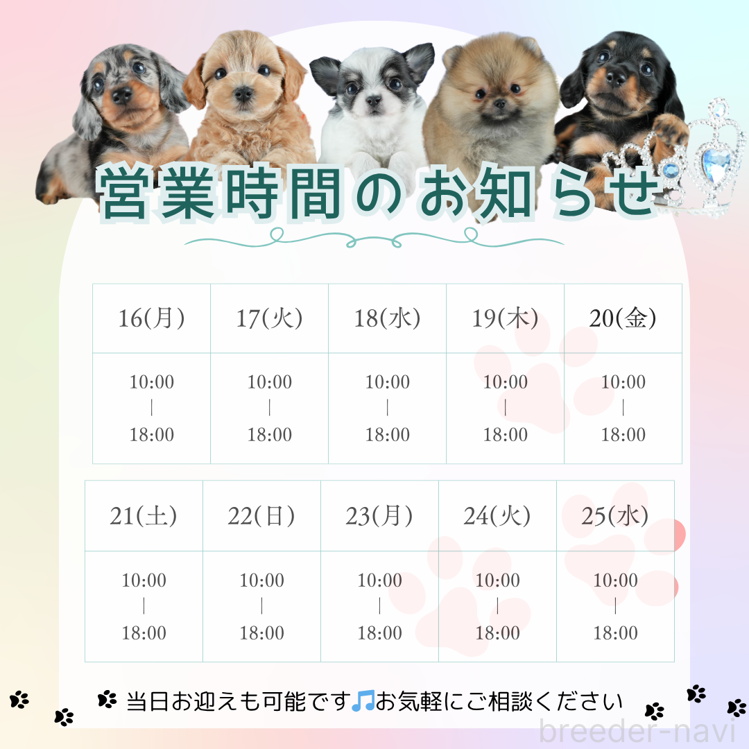 成約済の茨城県のミニチュアダックスフンド(ロングヘアード)-392369の3枚目