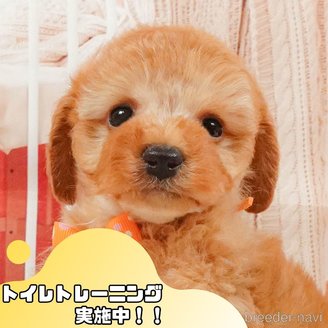 販売中の静岡県のトイプードル-395210