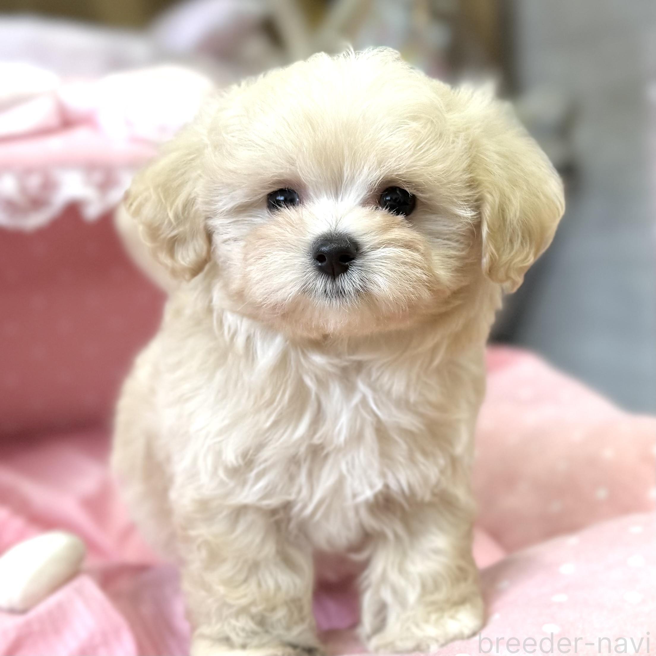 販売中の大阪府のマルプー:マルチーズ×トイプードル-393982の8枚目