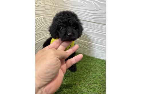 販売中の埼玉県のトイプードル-394323の1枚目